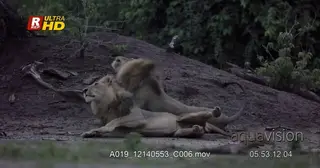 Two male African Lion standing, marking territory.