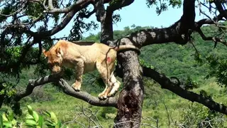 African Lioness standing on a tree looking around then climbing down LS HAND TD
