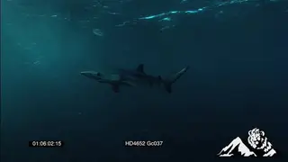 Mako Shark swimming around UW