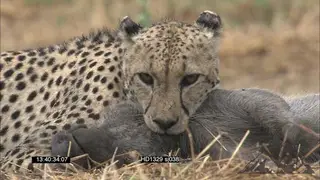 Cheetah grabbing Warthog by its neck, another one feeding, and also feeds; MCU