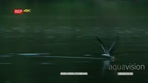 African skimmer skimming past hippo pod towards camera