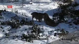 A pair Gray Wolves running and chasing each other snowy forest then walking around WS PAN.