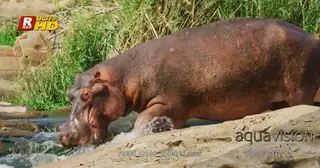 Hippo side view wading into river and submerged with ears and eyes above the water surface.