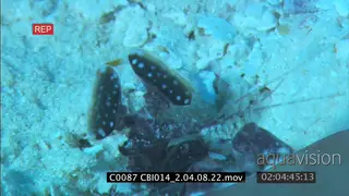 Mantis shrimp in hole in sand CU