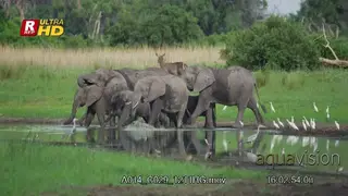 Memory of young and adult African Elephants standing.