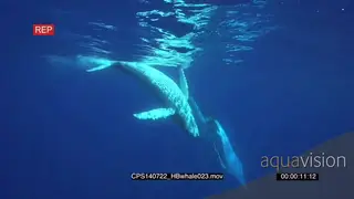 Humpback Whale young calf rolling and playful with its mother at surface UW HAND