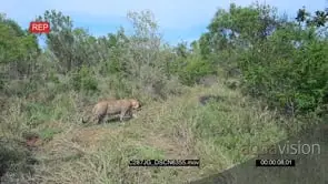 Leopard Walking away from the Kill and walks int the bush WS