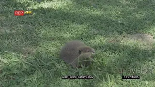 Beaver sniffing and feeding on a small tree branch with leaves on the GENERAL BEHAVIOUR