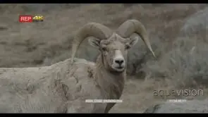 Bighorn Sheep standing on prairie looking around MS