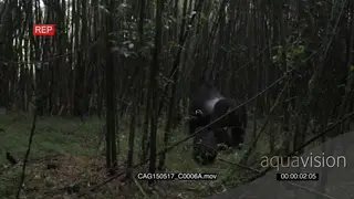 Mountain Gorilla with juvenile walking and looking around in forest LS PAN HAND