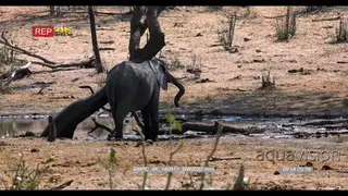 Adolescent elephant rubbing itself behind the ear on a tree trunk