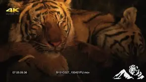 Tiger sleeping with head on animal carcass one feeding on carcass LOW LIGHT MCU PAN