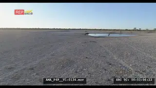Aerial Drone shot 2 Wildebeests drinking at waterhole