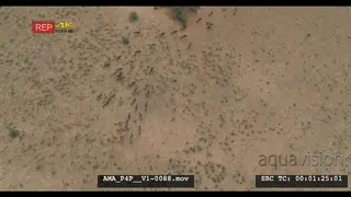 Aerial Drone Wildebeest herd running around general