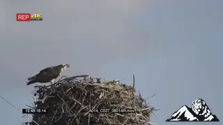 Ospreys standing on nest looking around LS