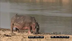 Hippo mother with new born calf in the Luangwa River MS