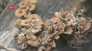 Bracket polypores fungus mushrooms growing in forest