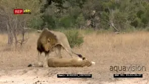 Lions mating MS