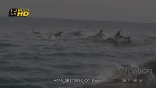 Common Dolphin pod travelling, breaching to the left and jumping above the water surface.