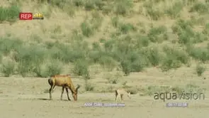 Red hartebeest with foal grazing