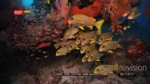 School of ribbon sweetlips and pygmy sweeper.