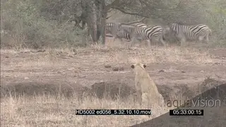 African Lion pride apart from each other stalk hunt chase Zebra herd through bushes