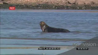 Sea Otter foraging in water MWS