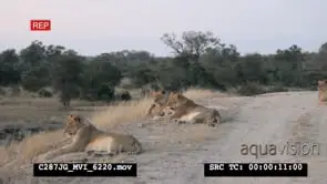African Lion pride laying on dirt road looking in the same direction MWS