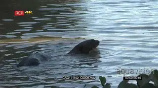 Giant river otter (Pteronura brasiliensis) coming to riverbank.