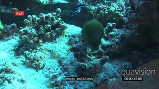 Moray Eel swimming hunting feeding along coral reef followed by Bluestreak Cleaner.