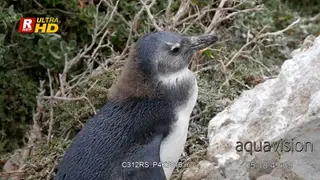 African penguin chick standing, looking around and walking out of frame.