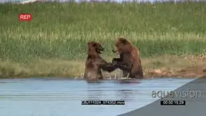 [2] Brown Bears fighting in the River