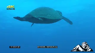 Loggerhead Turtle swimming around UW