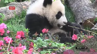 Giant Panda bear cub laying down with its back chewing.