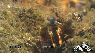Mantis Shrimp facing camera, backs away into ocean plants FF