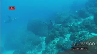 SCALLOPED HAMMERHEAD SHARKS