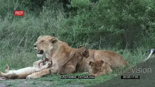 African Lioness laying down on bushveld with moving cubs then walking away MLS HAND