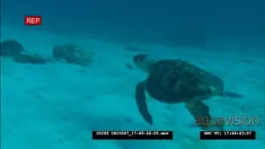 Hawksbill Sea Turtle swimming underwater in ocean LS PAN