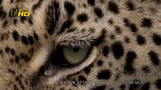Extreme Close Up of a Leopard eye.