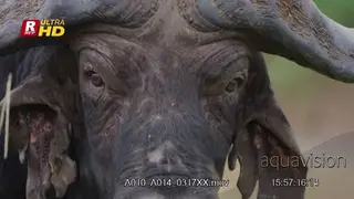 Cape Buffalo bull looking at camera.