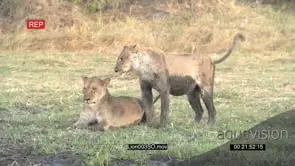 Two Lionesses covered in mud socializing