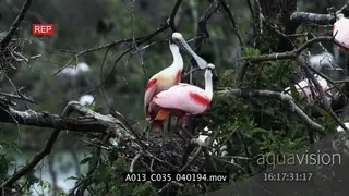 Roseate Spoonbills standing eating and flapping wings on tree MWS