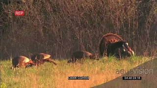 A rafter of Turkeys foraging WS