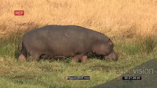Hippo walking and grazing MWS PROFILE