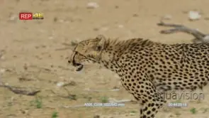 Cheetah cubs walking