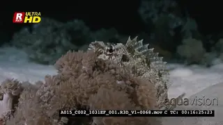 A Hawkfish lays well camouflaged on soft coral.