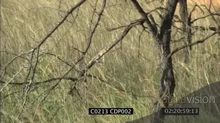 Young male Lions walking through long dry grass, Hunting MS