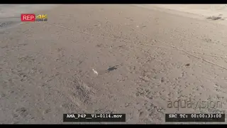 Aerial Drone shot springboks running over veld