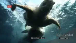 Tiger Shark feeding on Sea Turtle BLOODY