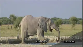 African elephant getting into waterhole drinking water spraying mud on body